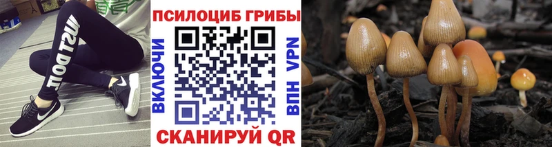 Галлюциногенные грибы Psilocybine cubensis  Обь 